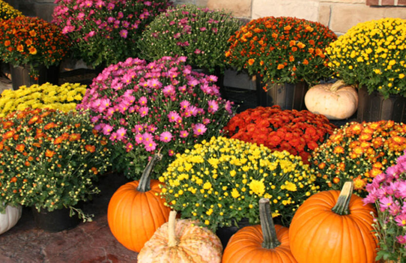colored-mums-potted with pumpkins