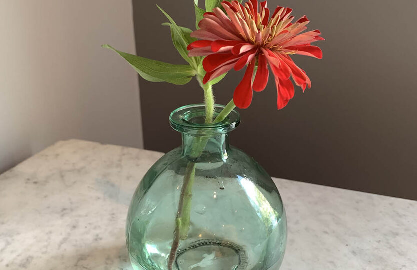 small glass green vase with red zinnia