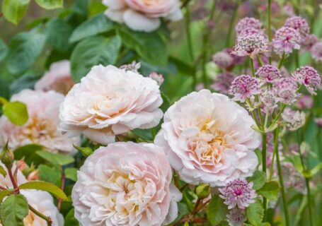 picture of pale pink rose
