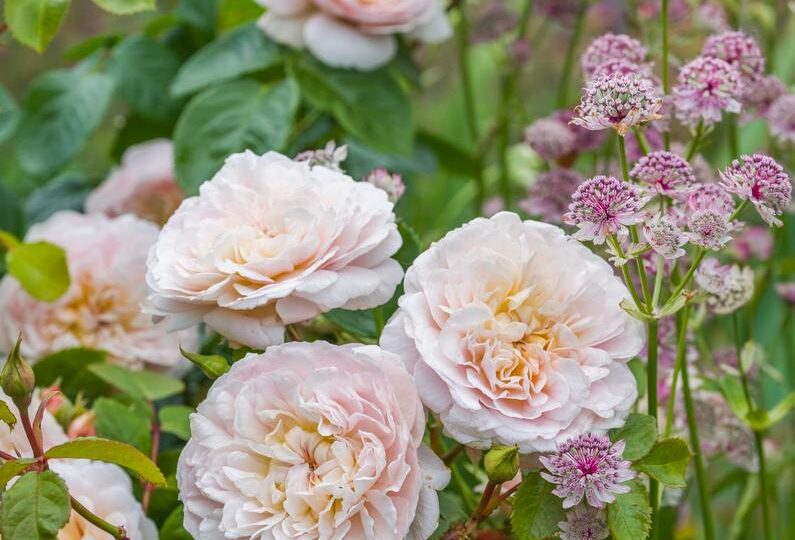 picture of pale pink rose