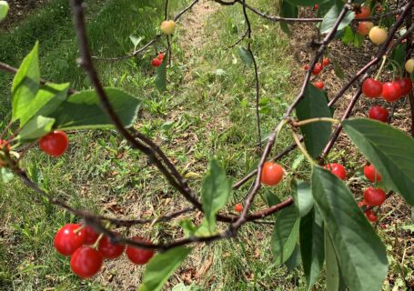 picture of cherries growing on tree