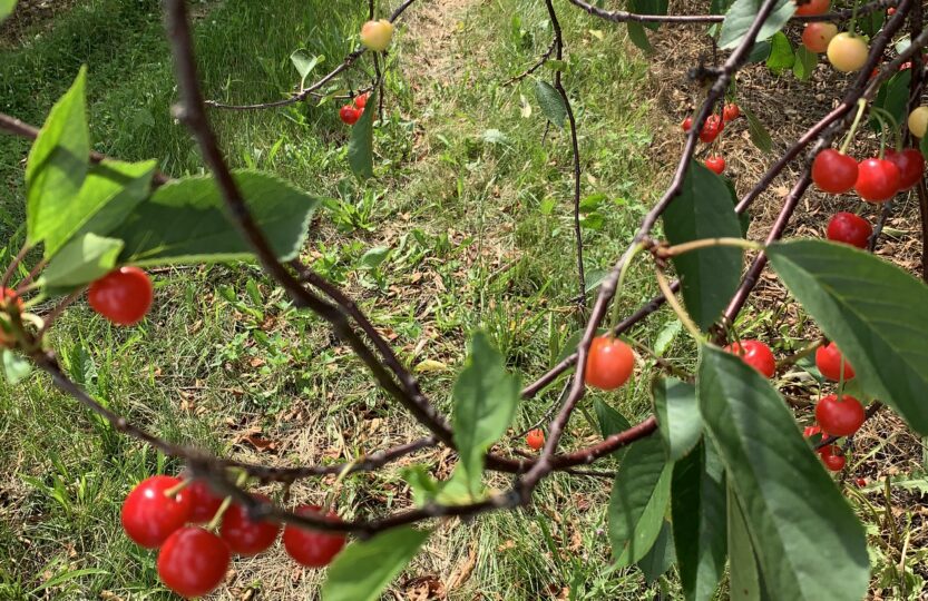 picture of cherries growing on tree