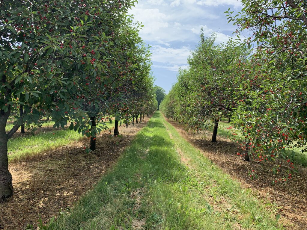 Picture of typical Door County cherry orchard field.