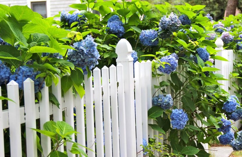 blue hydrangea white picket fence